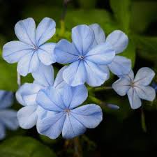 Plumbago auriculata