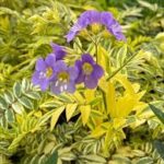 Polemonium pulcherrima Golden Feathers