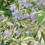 Polemonium reptans Stairway to Heaven