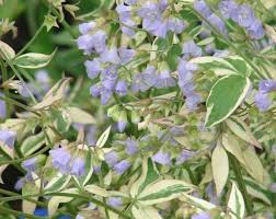 Polemonium reptans ‘Stairway to Heaven’