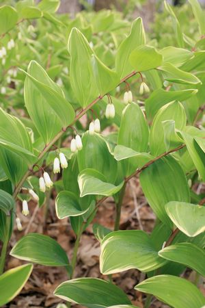 Polygonatum multiflorum Variegatum