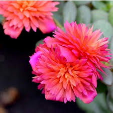 Portulaca Colorblast Double Magenta