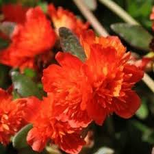 Portulaca Colorblast Double Orange