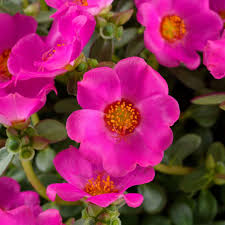 Portulaca Pazzaz Nano Fushsia Improved
