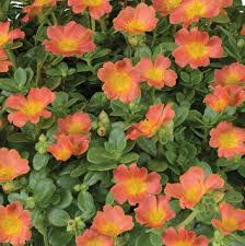 Portulaca Pazzaz Nano orange