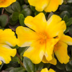 Portulaca Sea Glass Lemon Twist