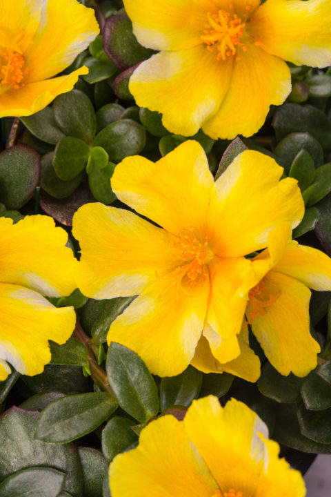 Portulaca Sea Glass Lemon Twist