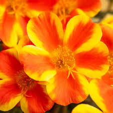 Portulaca Sea Glass Orange Shandy