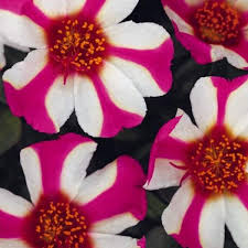 Portulaca Sea Glass Pink Lady