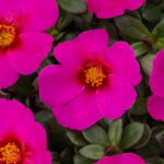 Portulaca Sea Glass Plumberry