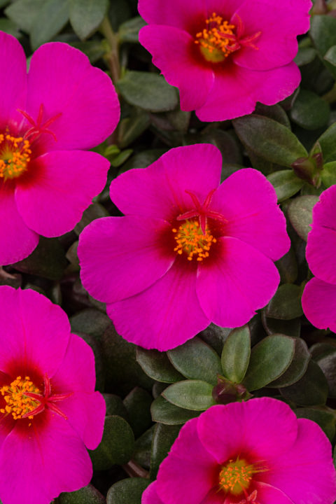 Portulaca Sea Glass Plumberry