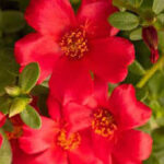 Portulaca Sea Glass Red