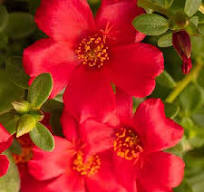 Portulaca Sea Glass Red