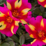 Portulaca Sea Glass Watermelon Punch