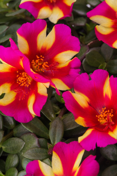 Portulaca Sea Glass Watermelon Punch