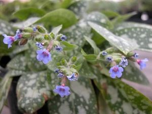 Pulmonaria longifolia