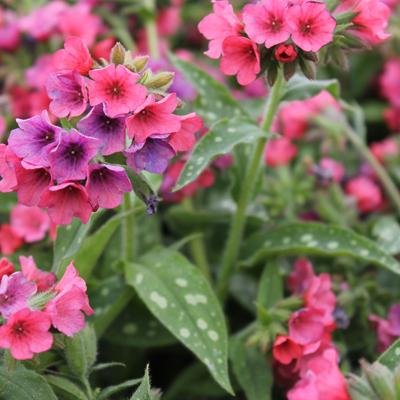 Pulmonaria officinalis Lisa Marie