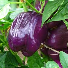 Purple Beauty