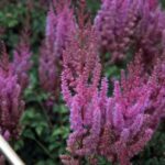 Astilbe chinensis Purpurkerze