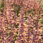 Agastache Queen Nectarine