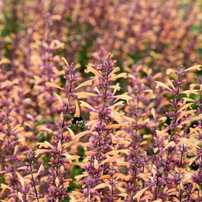 Agastache Queen Nectarine