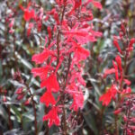 Lobelia cardinalis Queen Victoria
