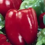 Pepper Red Head (Single)