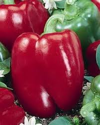 Red Head