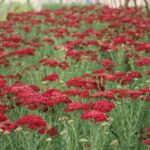 Achillea millefolium Red Velvet
