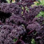 Kale Redbor (4 Pack)