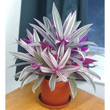 Rhoeo spathacea Tri-Color