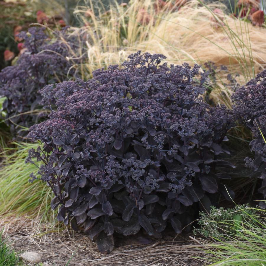 Rock ‘N Grow Back in Black