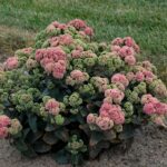 Sedum Rock 'N Grow Coraljade