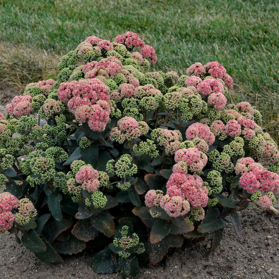 Rock ‘N Grow Coraljade