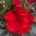 Impatiens, New Guinea Roller Coaster Red Racer