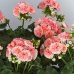 Geranium Rosalie Antique Salmon