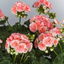 Rosalie Antique Salmon