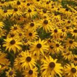 Rudbeckia fulgida var. sullivantii Goldblitz