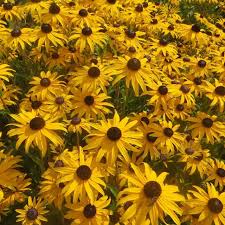 Rudbeckia Goldblitz