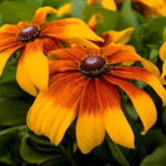 Rudbeckia Rising Sun Chestnut Gold