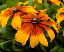 Rudbeckia Rising Sun Chestnut Gold