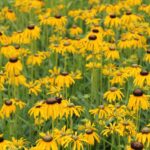 Rudbeckia speciosa Praire Blaze