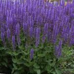 Salvia nemorosa Blue by You