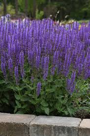 Salvia Blue by You