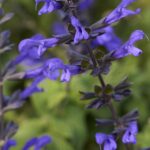 Salvia Bodacious Rhythm & Blues