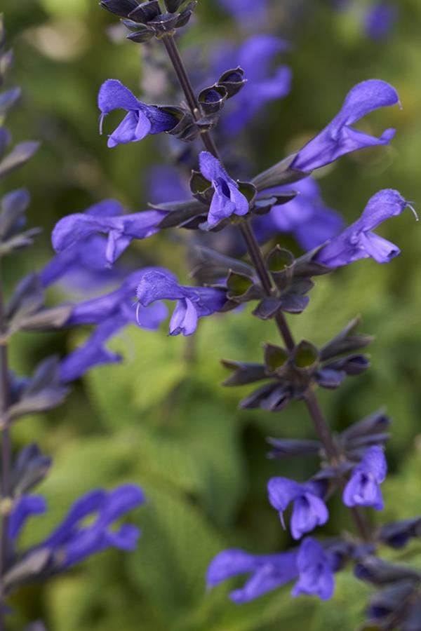 Salvia Bodacious Rhythm & Blues
