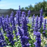 Salvia Cathedral Deep Blue