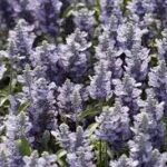 Salvia Cathedral Sky Blue