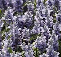 Salvia Cathedral Sky Blue