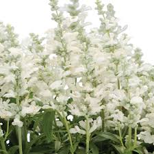 Salvia Cathedral White